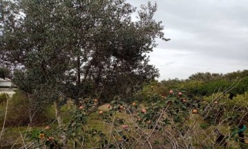 TERRAIN OUMAYA