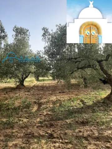 TERRAIN MALEK