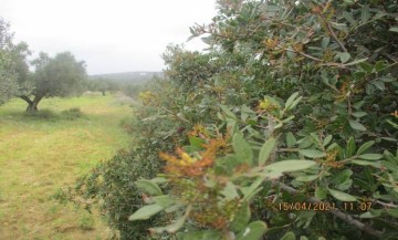 TERRAIN EL MASRY